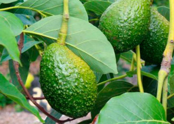 Descubre las maravillas de las hojas de aguacate con la APEAM