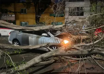 Se desploma árbol de 20 metros sobre auto en la colonia Del Valle CDMX