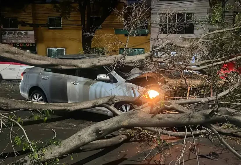 Se desploma árbol de 20 metros sobre auto en la colonia Del Valle CDMX