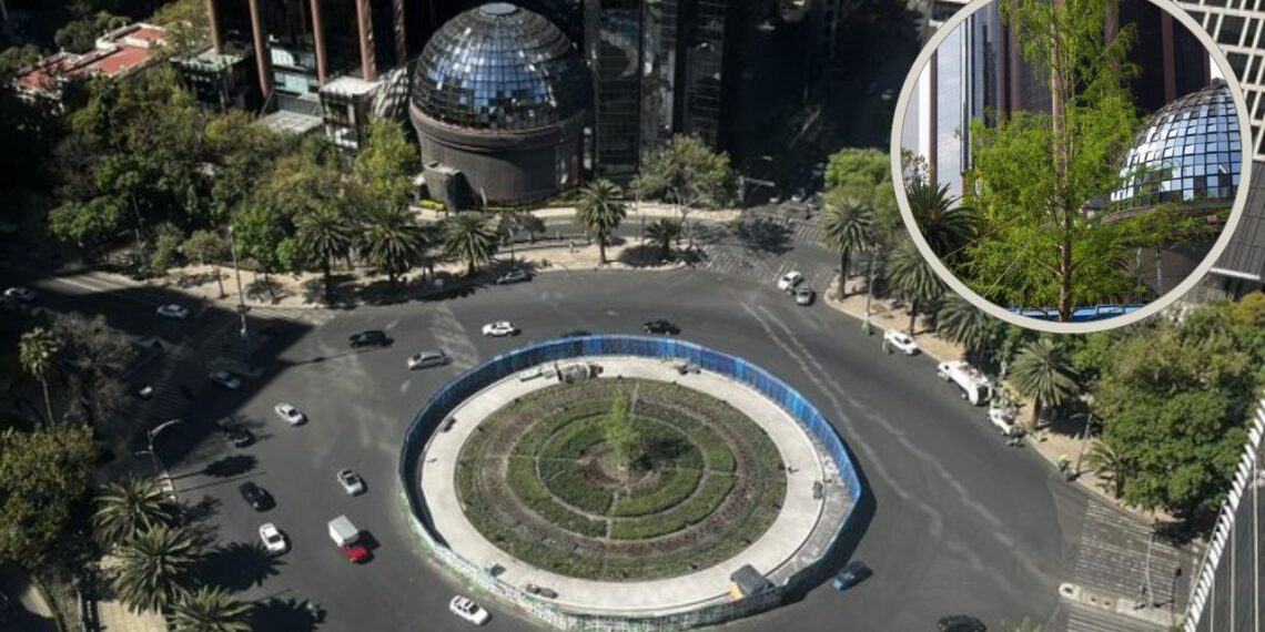 El ahuehuete de Reforma “más verde que nunca en pleno invierno”, presume Batres