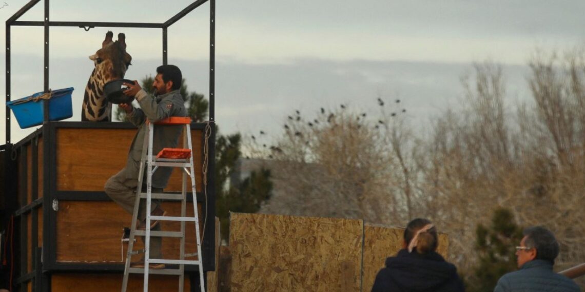 Avanza traslado de la jirafa Benito rumbo a Africam Safari en Puebla