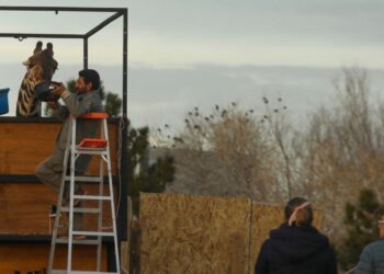 Avanza traslado de la jirafa Benito rumbo a Africam Safari en Puebla