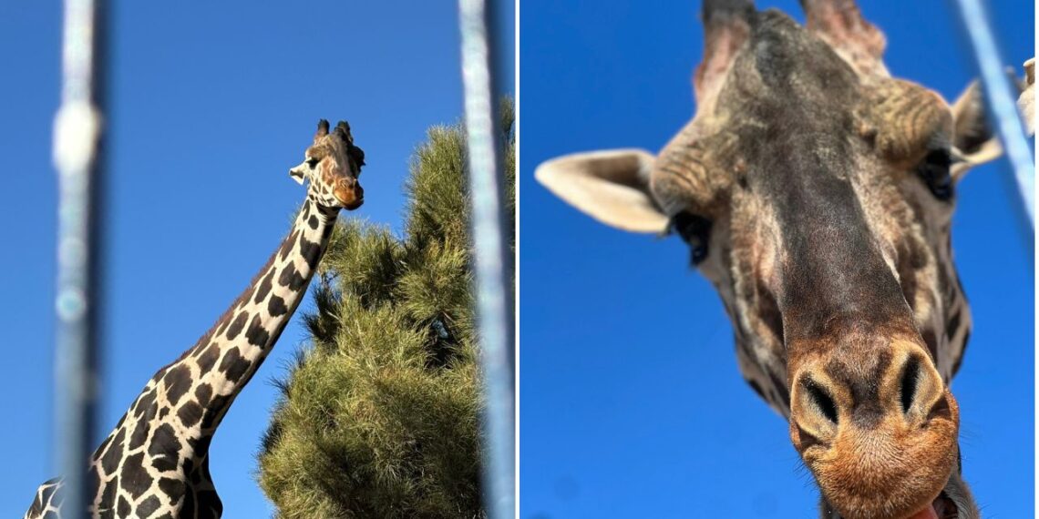 Jirafa Benito llega a Africam Safari tras un largo viaje