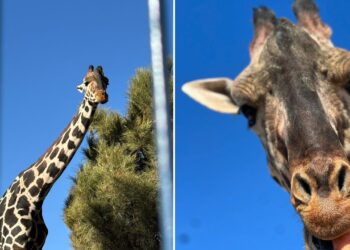 Jirafa Benito llega a Africam Safari tras un largo viaje