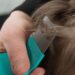 ¿Qué hacer si mi hijo regresa a casa con piojos de la escuela?