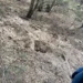 Localizan fosa clandestina con tres cuerpos en Chihuahua