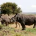 Mueren casi 500 rinocerontes por aumento de caza furtiva en Sudáfrica