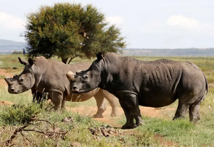 Mueren casi 500 rinocerontes por aumento de caza furtiva en Sudáfrica