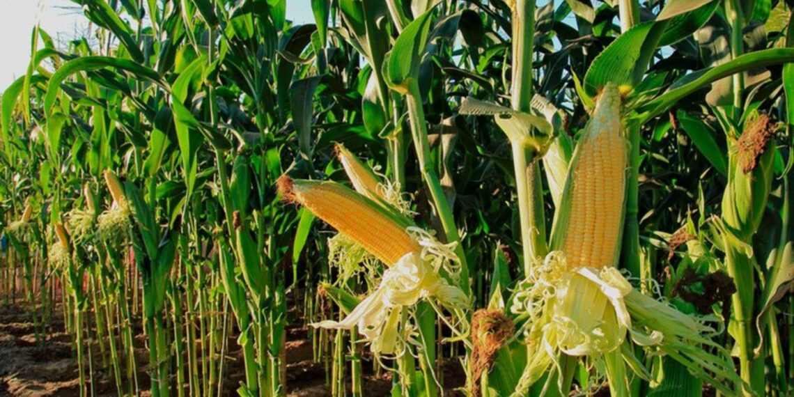 Refrenda Ana Lilia Rivera compromiso para defensa del maíz