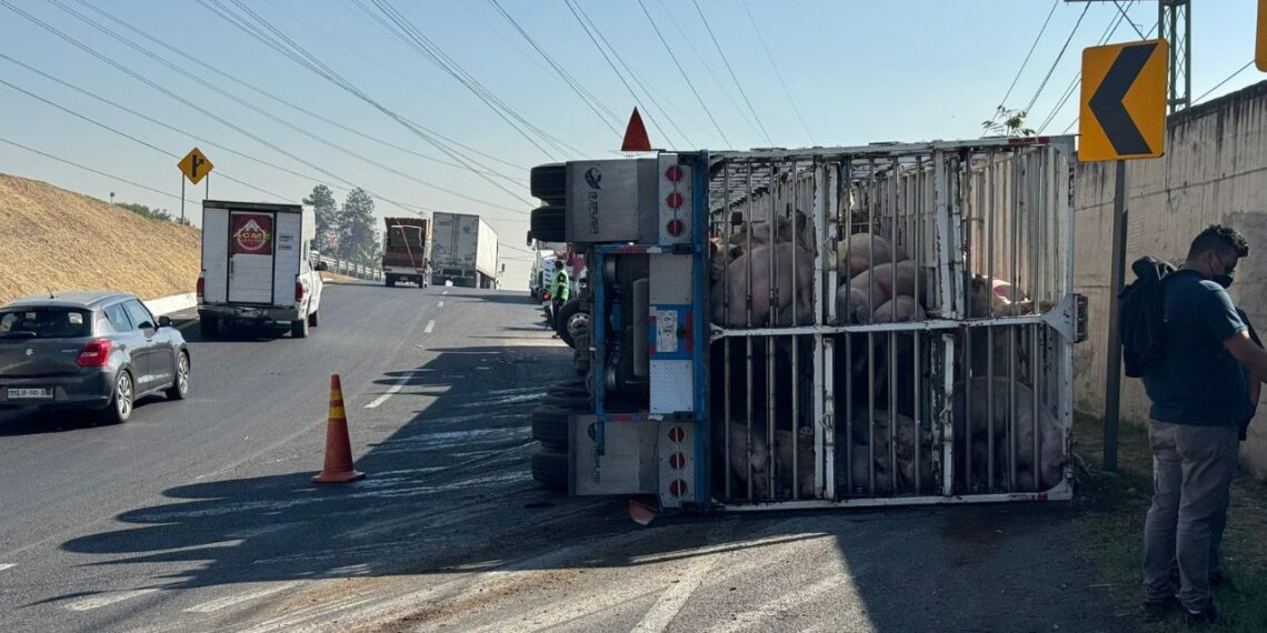 Vuelca tráiler que transportaba cerditos en el Circuito Exterior Mexiquense