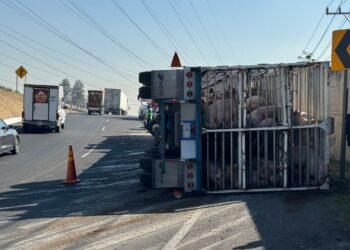 Vuelca tráiler que transportaba cerditos en el Circuito Exterior Mexiquense