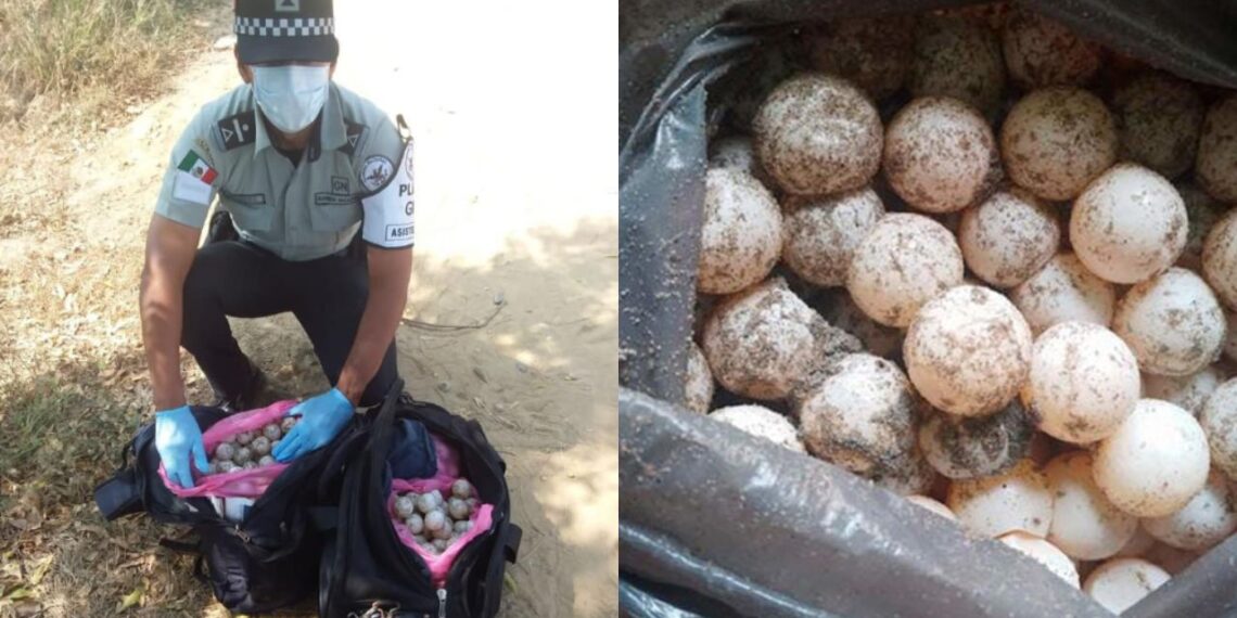 Arrestan a hombre con 30 mil huevos de tortuga en Oaxaca