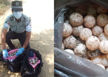 Arrestan a hombre con 30 mil huevos de tortuga en Oaxaca