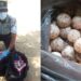 Arrestan a hombre con 30 mil huevos de tortuga en Oaxaca