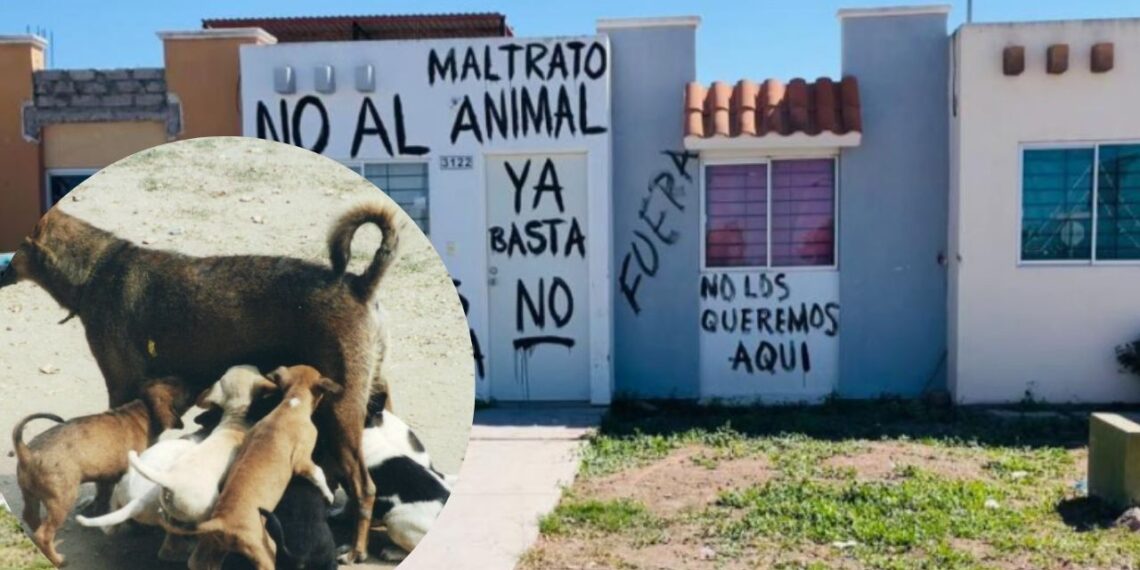 FGE de Sinaloa investiga envenenamiento de 3 perritos en Los Mochis