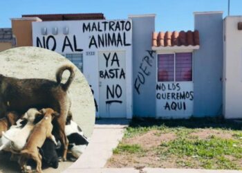 FGE de Sinaloa investiga envenenamiento de 3 perritos en Los Mochis