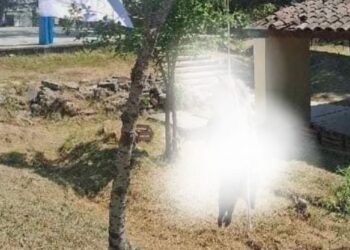 Fiscalía investiga presunto asesinato de tlacuache en Oaxaca