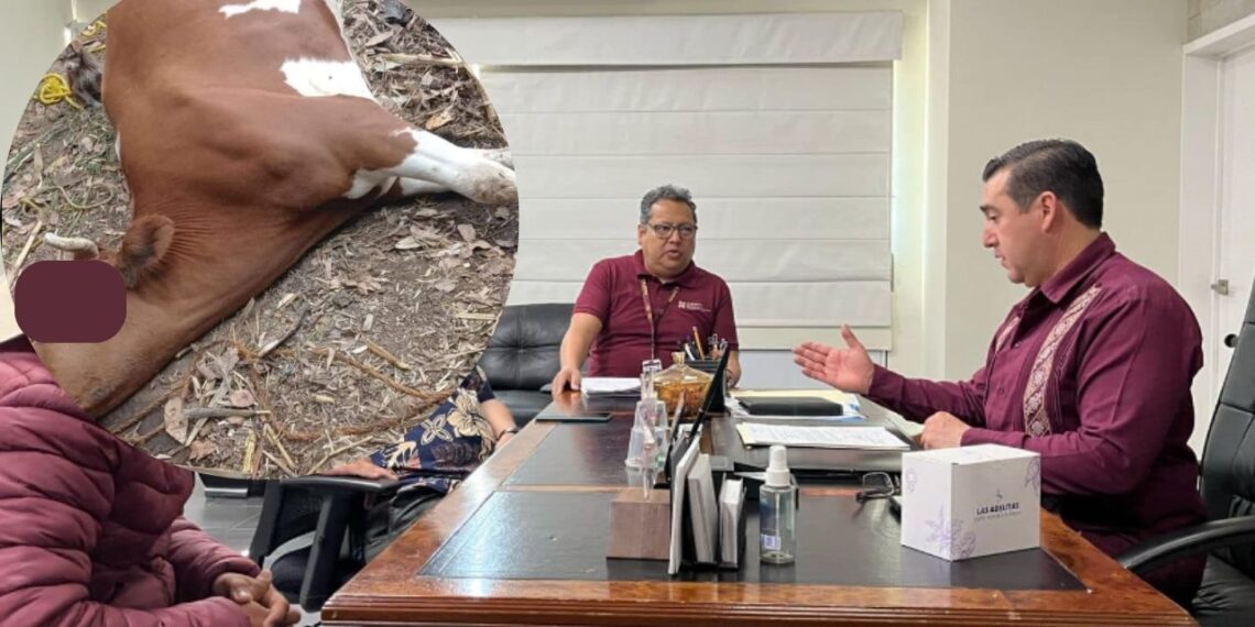 Investigan muertes de reses por envenenamiento en Hidalgo