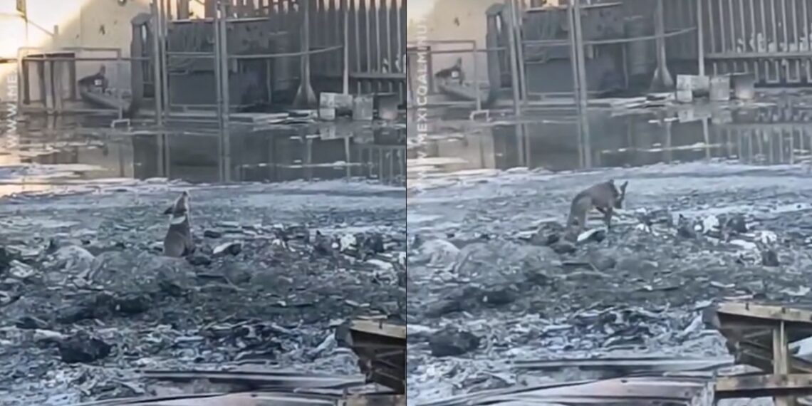 Perrito llora entre las cenizas tras megaincendio en San Nicolás, NL