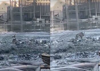 Perrito llora entre las cenizas tras megaincendio en San Nicolás, NL