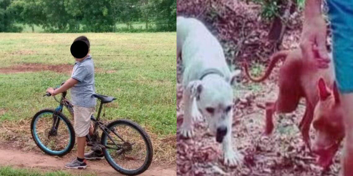 Niño habría perdido su ojo tras ataque de perros en Pochutla, Oaxaca