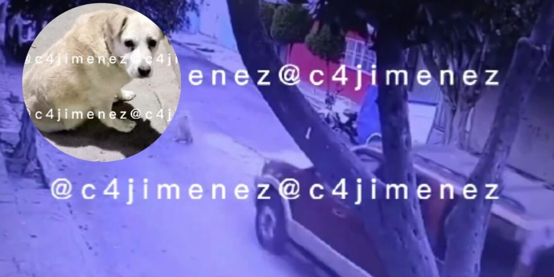 Captan en video a conductor que huye tras atropellar a una perrita en Nezahualcóyotl