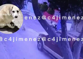 Captan en video a conductor que huye tras atropellar a una perrita en Nezahualcóyotl