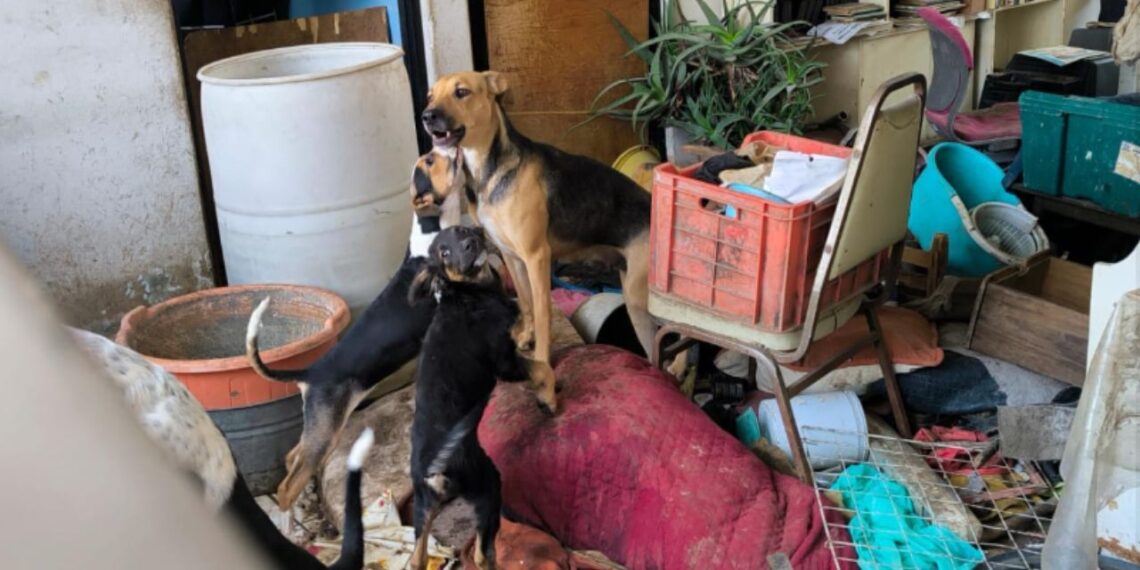Rescatan a 9 perritos en condiciones deplorables en la Gustavo A. Madero