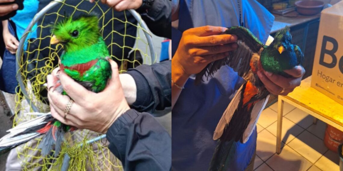 Rescatan a Quetzal en la colonia Santa María la Ribera de la Cuauhtémoc