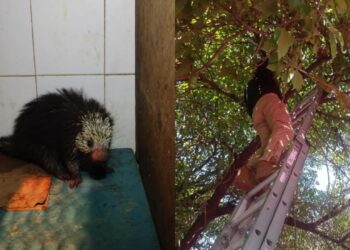 Rescatan a puercoespín atrapado en la copa de un árbol en la Venustiano Carranza