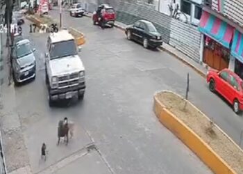 Automovilista arrolla a perrito a propósito en Jilotepec