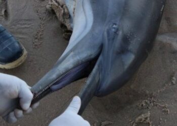 Hallan 28 delfines muertos en hogar de la vaquita marina en Baja California