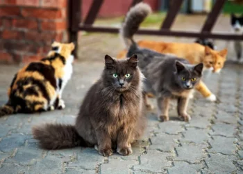 En México hay 4 millones de gatos en situación de calle