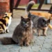 En México hay 4 millones de gatos en situación de calle