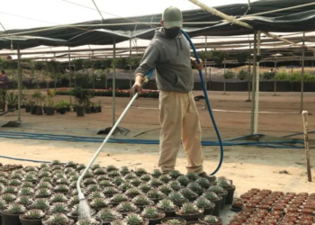 Tlalpan destina más de 32 mdp para 629 para protección del ambiente