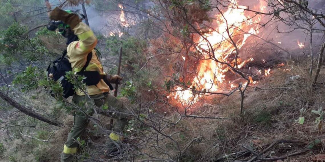 Investigan si incendios forestales son provocados, señala López Obrador