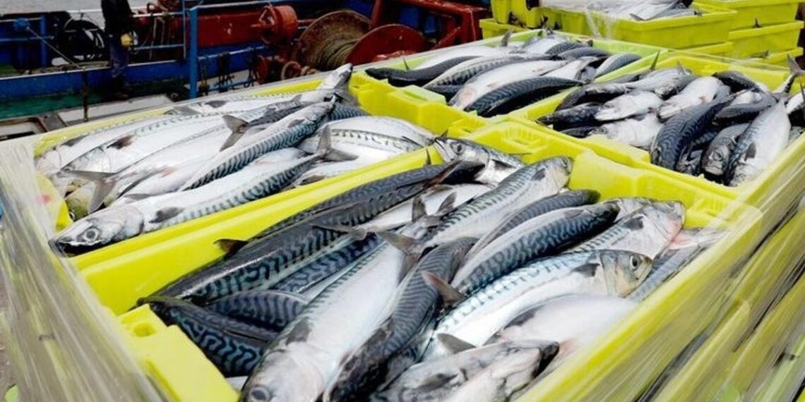 ¡Bara bara! A 25 pesos el kilo, este es el pescado más económico para consumir en Semana Santa