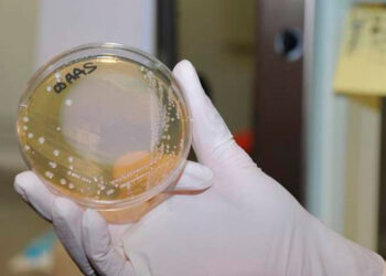 Alertan aumento de casos de una ‘bacteria carnívora’ que está afectando a Japón