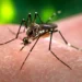 Llegó la Temporada, síntomas de Dengue y repelentes