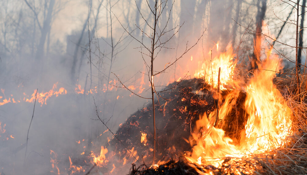Piden que Semarnat informe sobre acciones para reducir y controlar incendios forestales