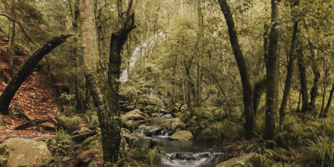 Llega la primera Feria del Hongo, encuentro cultural, ecológico y turístico a San Martín de Hidalgo, Jalisco