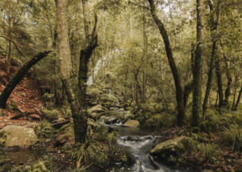 Llega la primera Feria del Hongo, encuentro cultural, ecológico y turístico a San Martín de Hidalgo, Jalisco