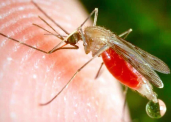 Confirman primer caso de paludismo en Coahuila; se trata de una migrante venezolana