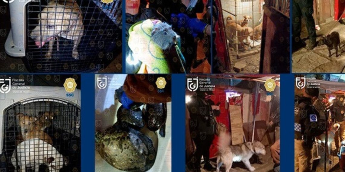 Rescatan a perros, tortugas y un cuyo en inmueble de Xochimilco