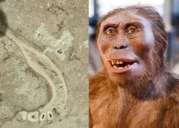 Descubren fósiles de especies humanas de hace miles de años en los azulejos de una cocina