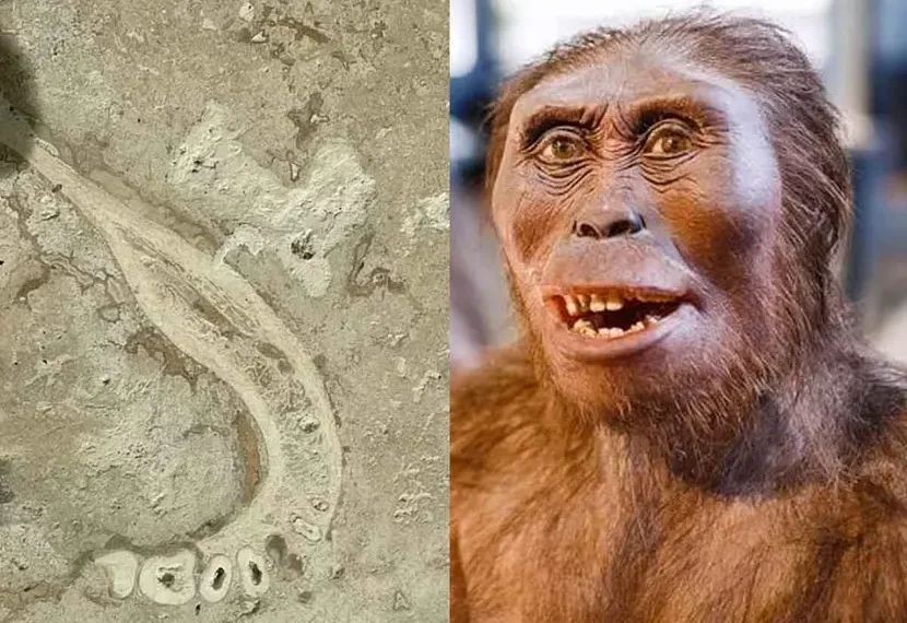 Descubren fósiles de especies humanas de hace miles de años en los azulejos de una cocina