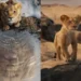 ‘Mufasa: El Rey León’ revela el primer adelanto de la precuela de live-action y su fecha de estreno