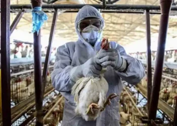 ¿Qué es la gripe aviar y cómo se transmite? Conoce todo sobre la enfermedad