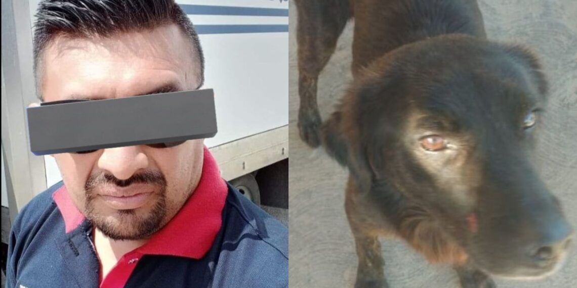 Dan tres meses de cárcel a Jorge “N” por amputar la pata de un perrito en Yucatán
