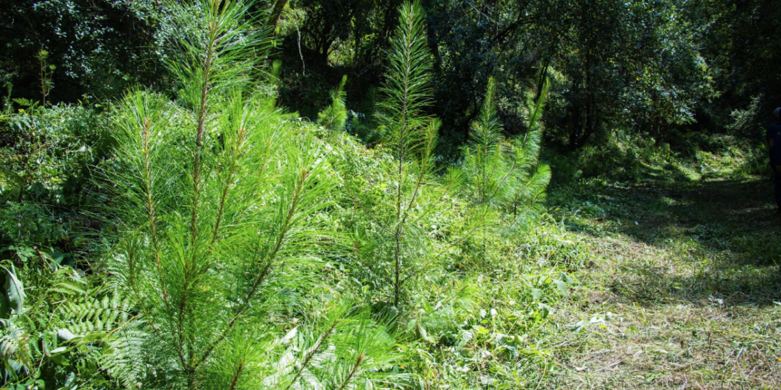 La importancia de los bosques en la agricultura